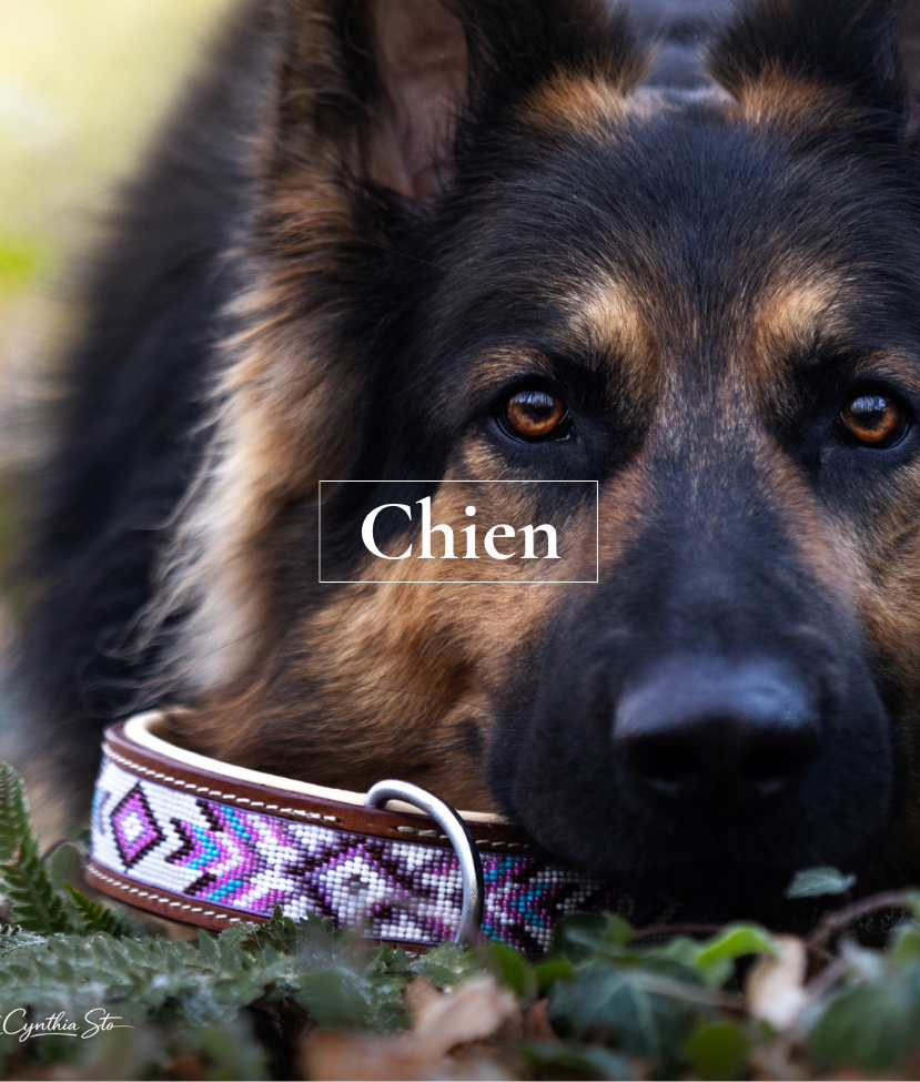 CHIEN
