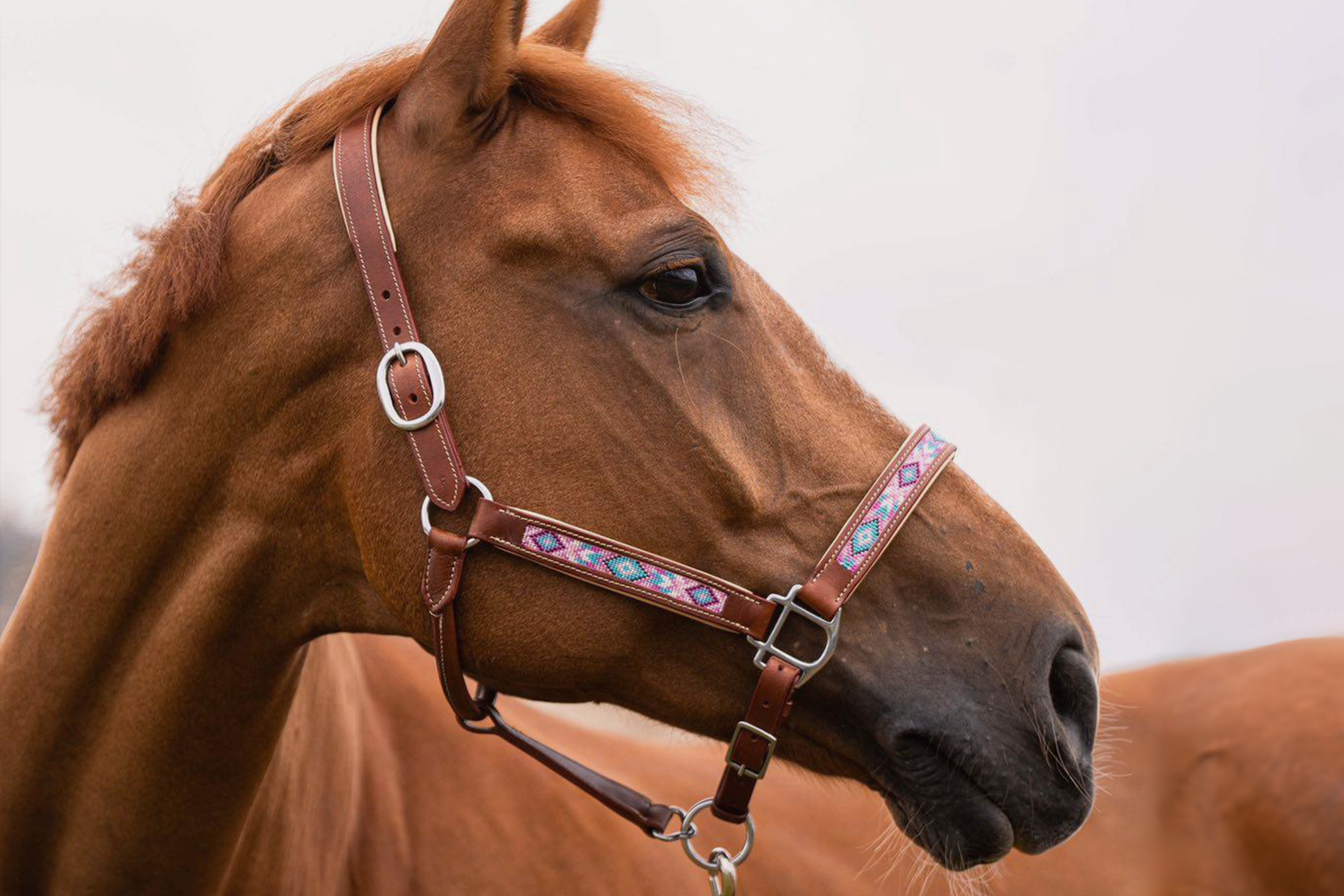 banniere cheval 2