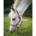 Cheval licol KIONA