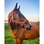 Licol-HATEYA-sur-cheval-2