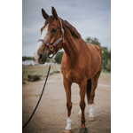 Licol YAHTO cheval 1