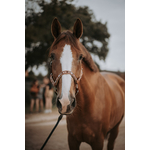 Licol DAKOTA cheval 1