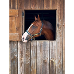 Licol-noir-chevaux-Tallulah