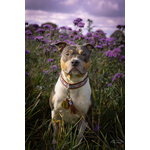 Leotie-Naya-2