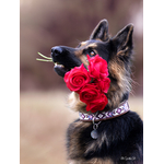 VALENTIN2WEB