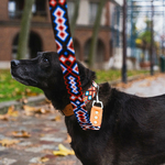 Colliert chien véracruz 3