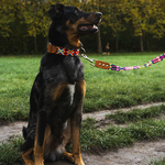 Chien collier Colima 2
