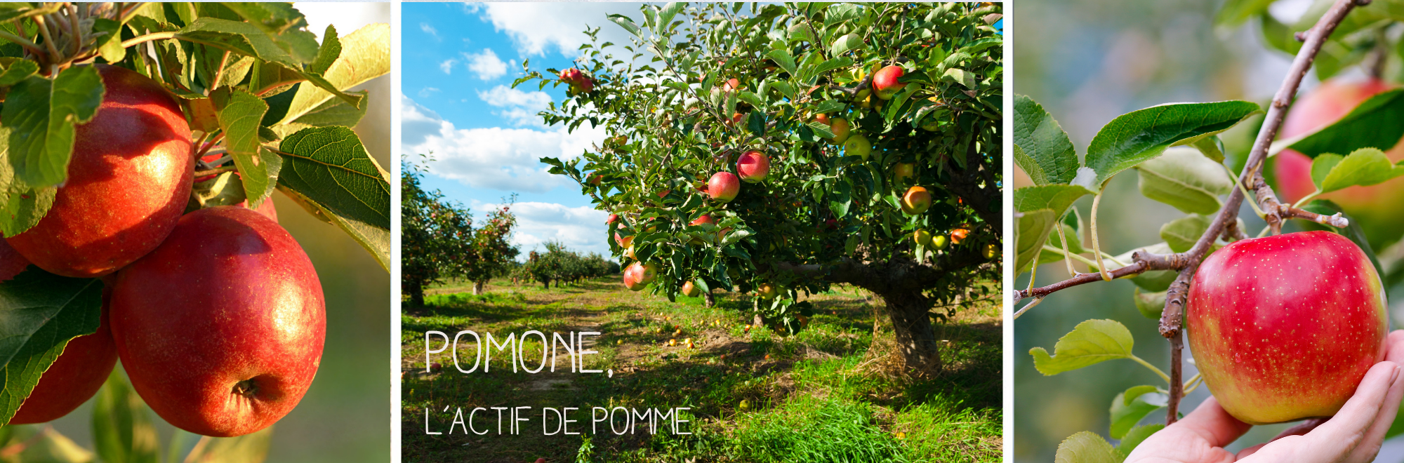 Les cosmétiques aux actifs de pomme
