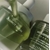 Bio Cactus Bouncy Serum Whamisa