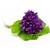 eponge-konjac-dbs-a-la-violette-fleur