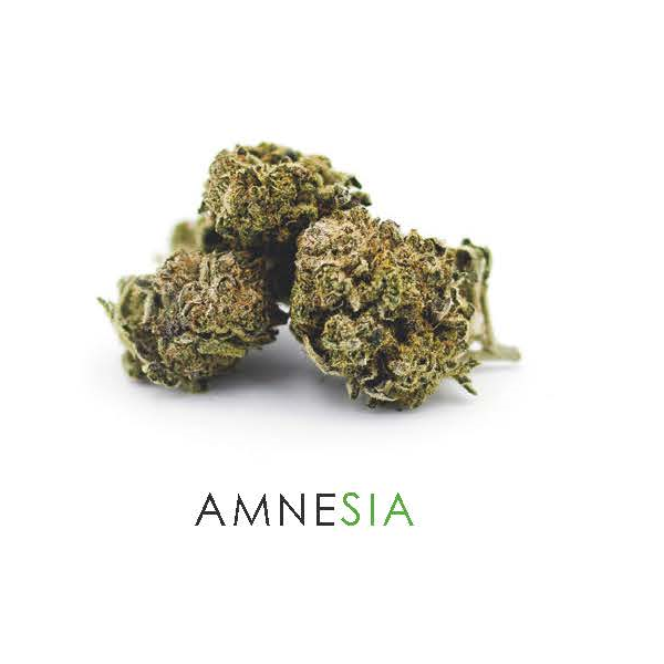 amnesia-indoor-cbd-