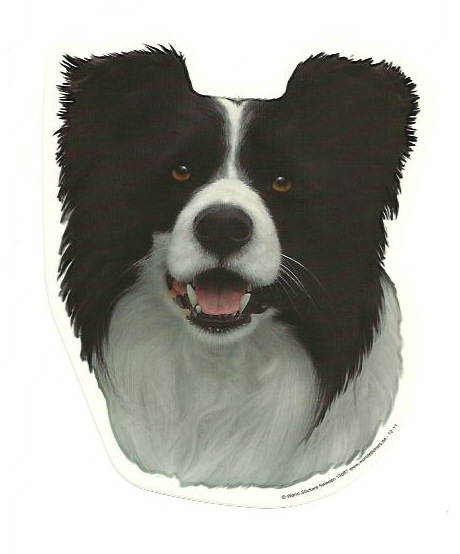 border_collie