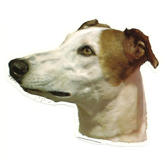 levrier_greyhound