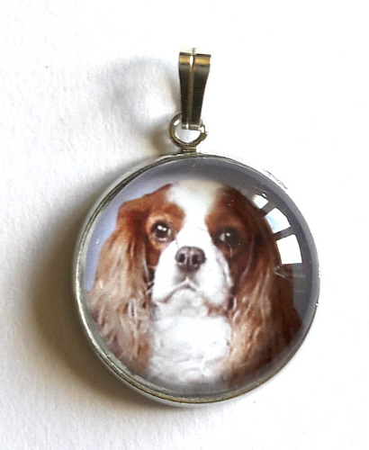 cavalier_king_charles-brun