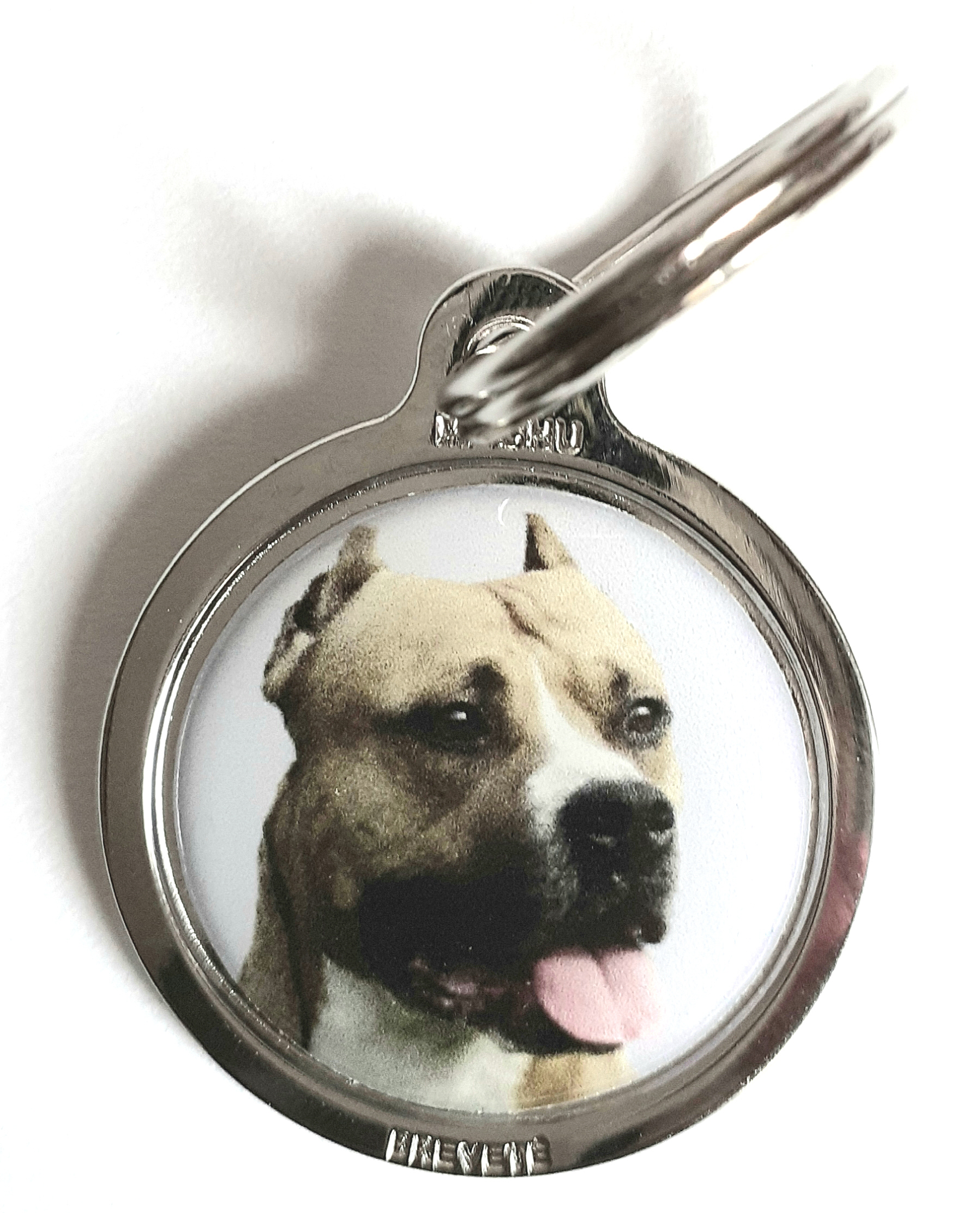 medaille_chien_american_stafforshire_terrier