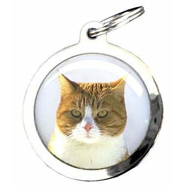 41jau-chat-jaune-blanc-0922614001387735903