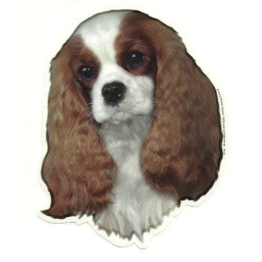cavalier_kc_brun
