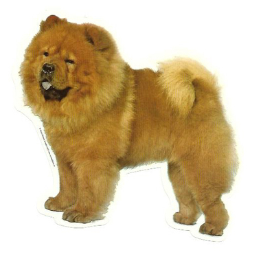 chow-chow