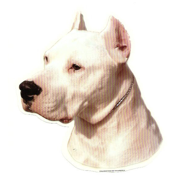 dogue_argentin