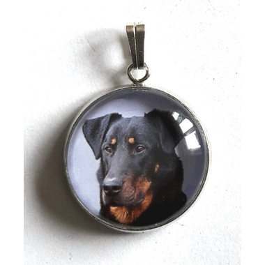 beauceron