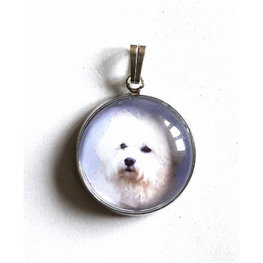 bichon