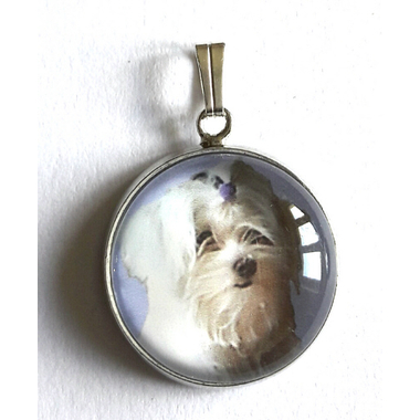 bichon_maltais