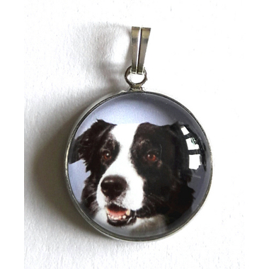 border_collie