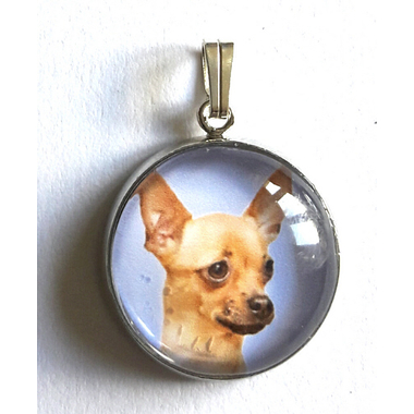 chihuahua2