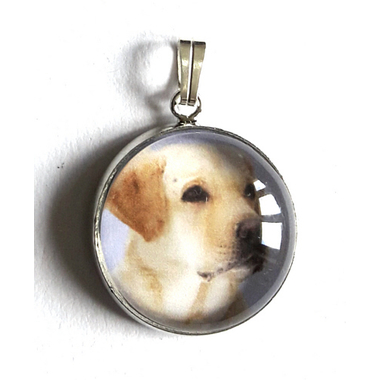 labrador_sable
