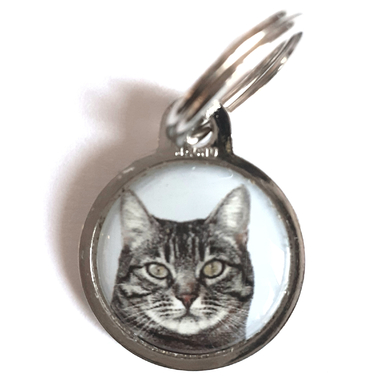 chat_europeen_tigre_gris