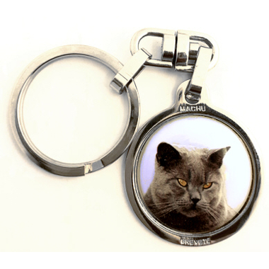 chat_chartreux
