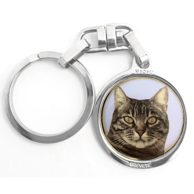 chat_europeen_tigre