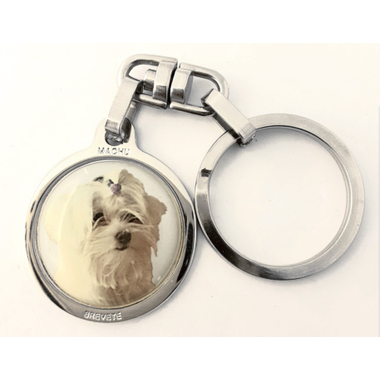 bichon_maltais