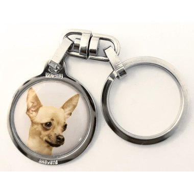 chihuahua_brun