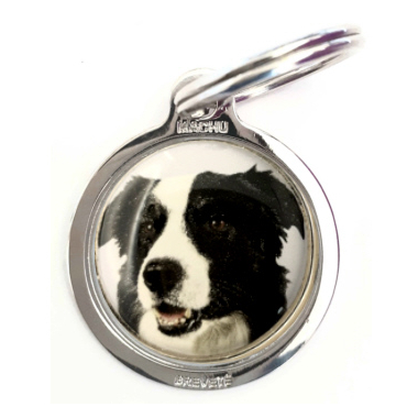 border_collie2