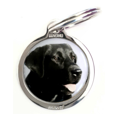 labrador_noir2