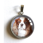 cavalier_king_charles-brun