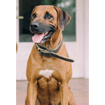 Rhodesian Ridgeback