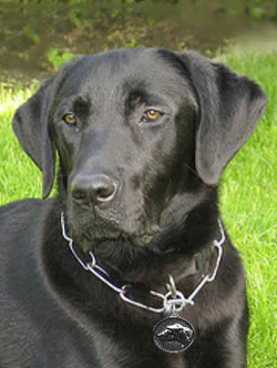 labrador_tête