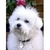 chien2-coeur1-0131422001393691941