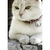 medaille-figurine-chat-0511444001387735899