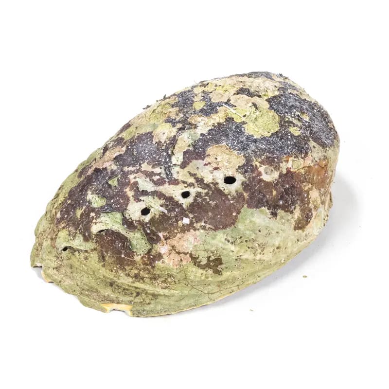 Abalone - fumigation
