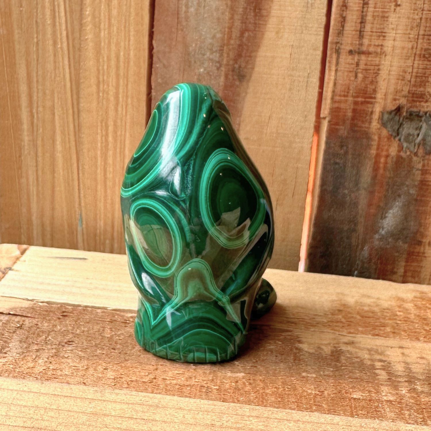 pingouin-malachite-animal1