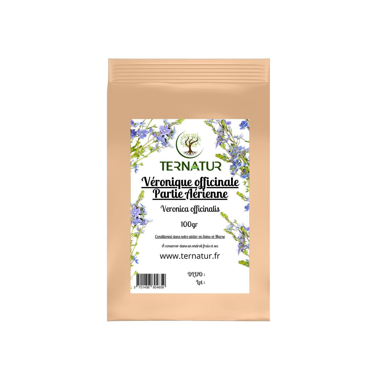 veronique-officinale
