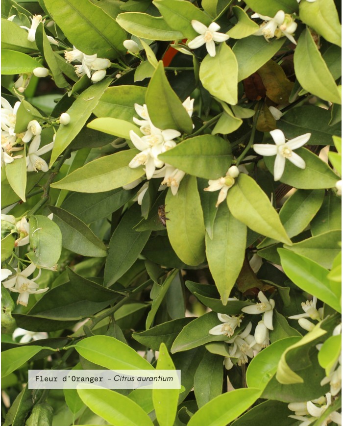 eau-florale-bio-fleur-oranger
