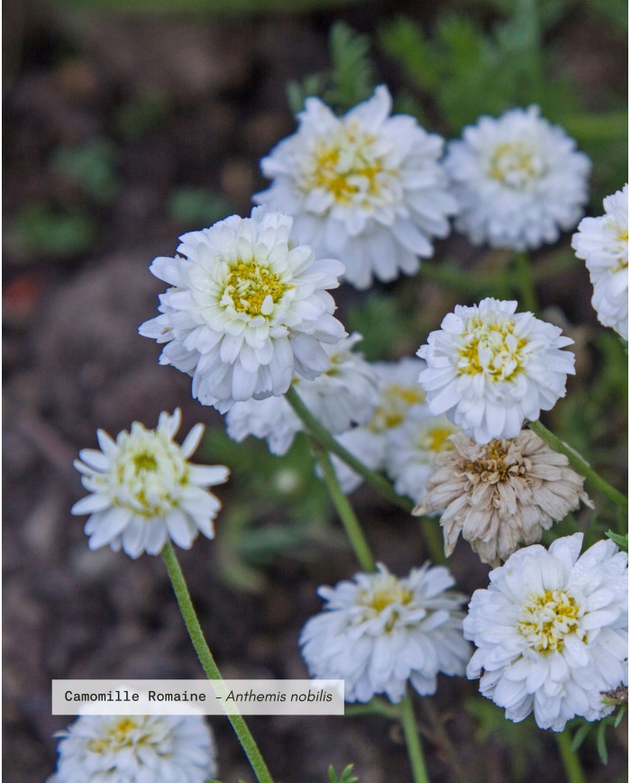 eau-florale-bio-camomille-romaine