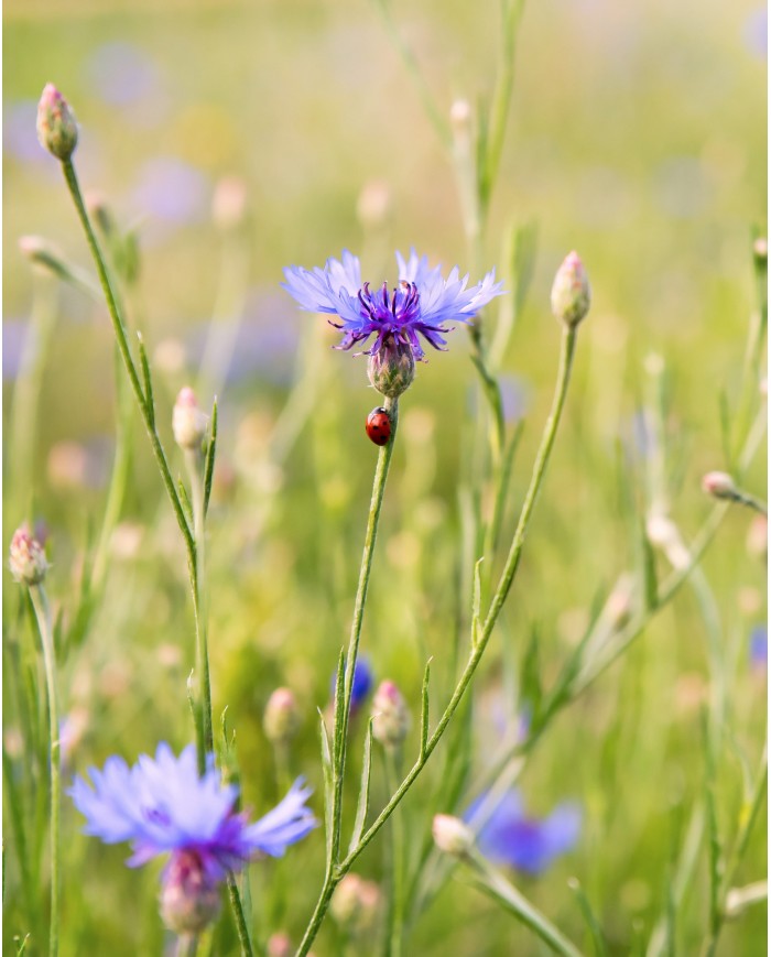 eau-florale-bio-bleuet