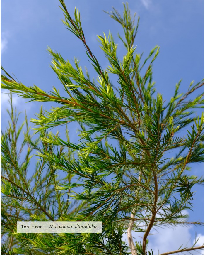 eau-florale-bio-tea-tree (1)