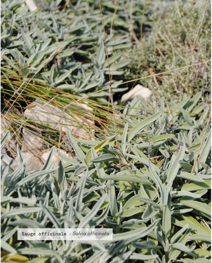 eau-florale-bio-sauge-officinale (1)