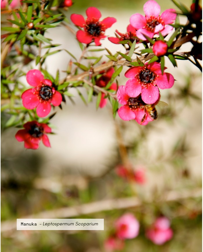 huile-essentielle-bio-manuka